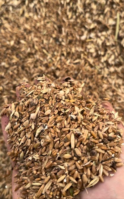 Зерноотходы, Пшеница, Семечки