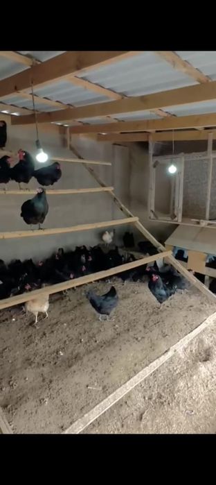 тауықтар сатылады