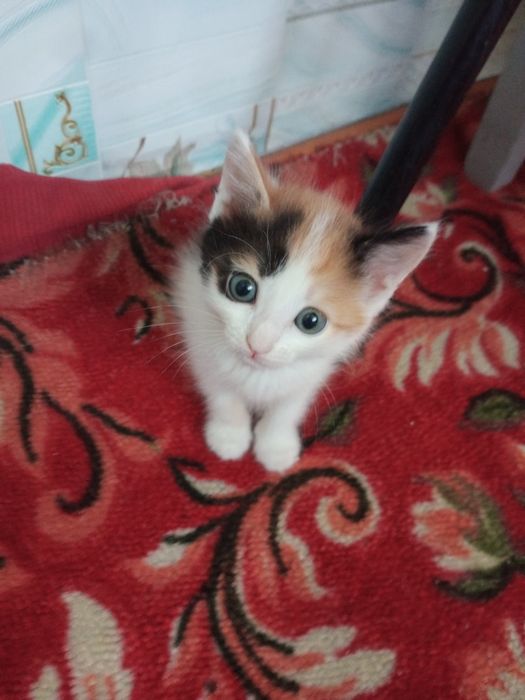 Отдам котят, бесплатно