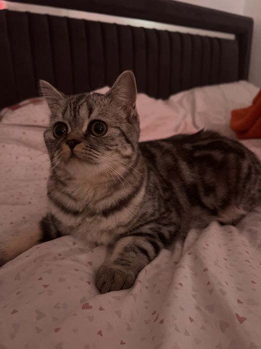 британский прямоухий краткошерстний