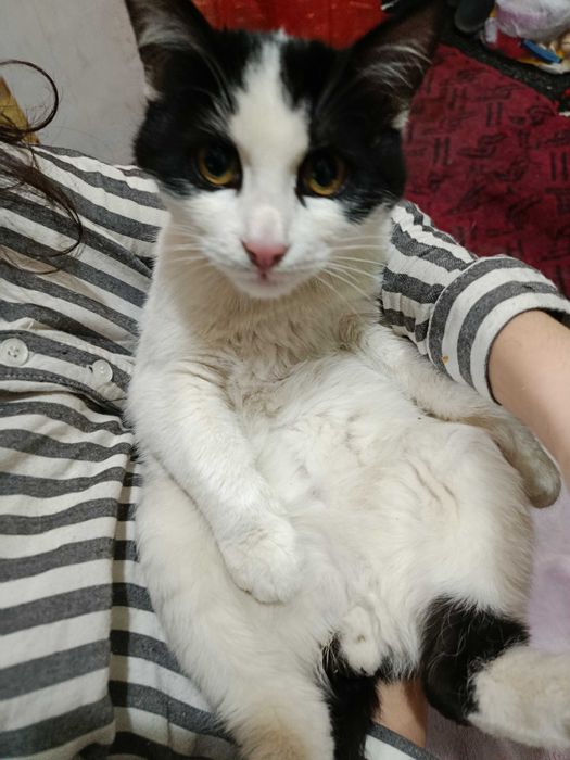 Отдам котиков добрым людям. Не для игры!!