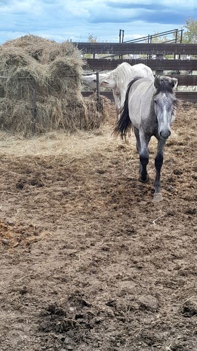 Продам кунандар жеребчики