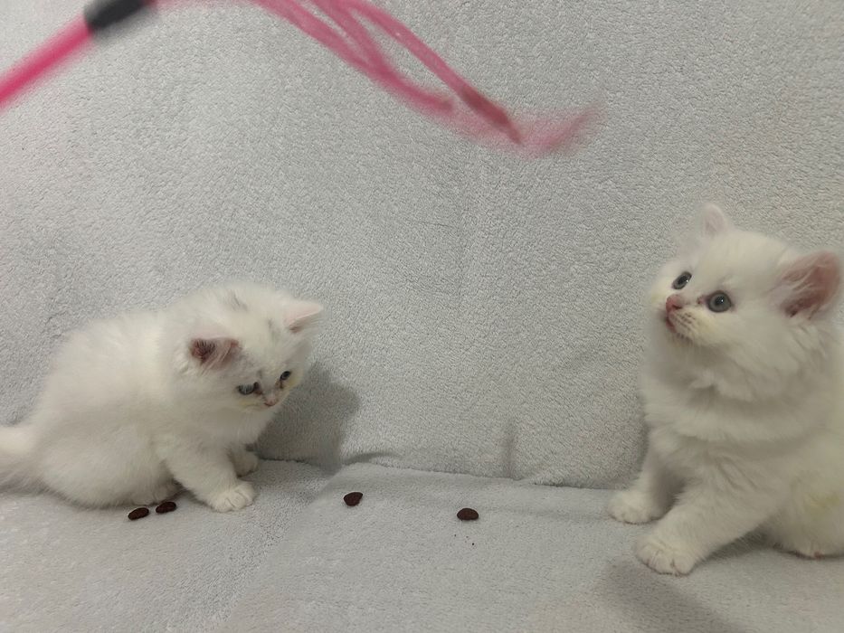 British Longhair White