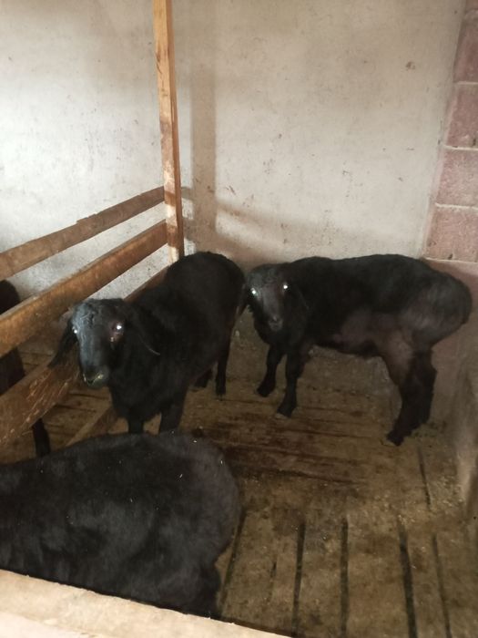 Продается бараны