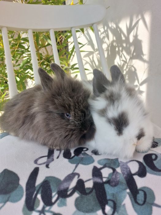 Iepuri teddy pitic, 6 saptamani