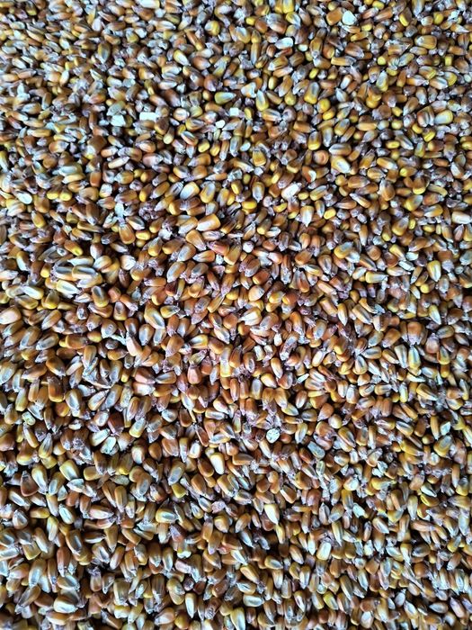 Porumb boabe pentru animale uscat