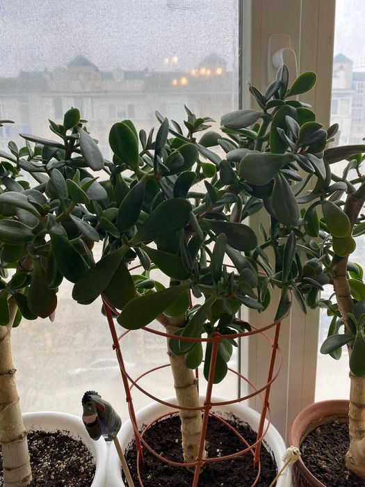 Продаётся денежное дерево Толстянка