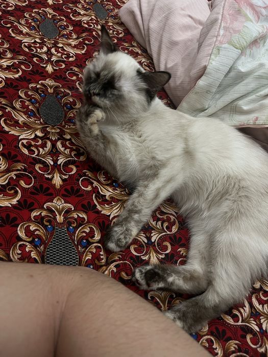 Кошка сатылады жақсы мышық