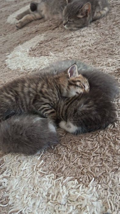 Отдам котят в добрые руки!