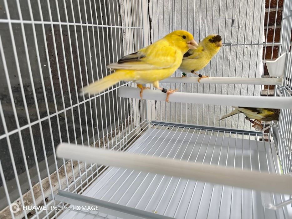 Canari de vanzare