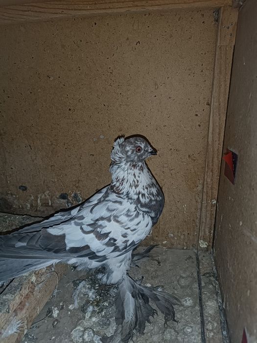 Продаю соч самца чубатый