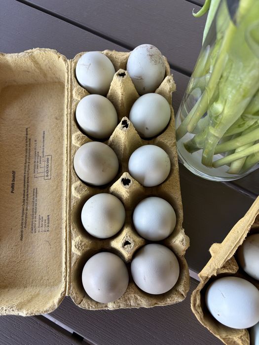 Oua verzi-albastrui de incubat