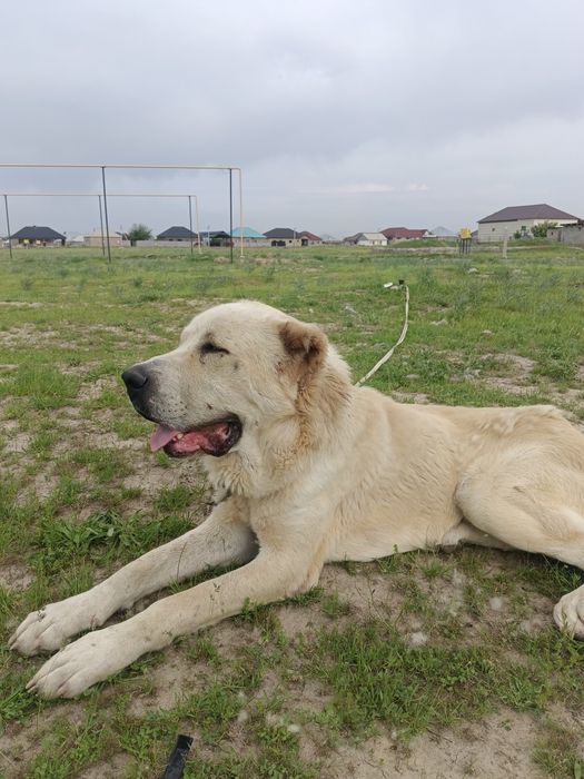 Продается собака алабай