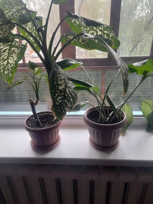 Цветы комнатные и