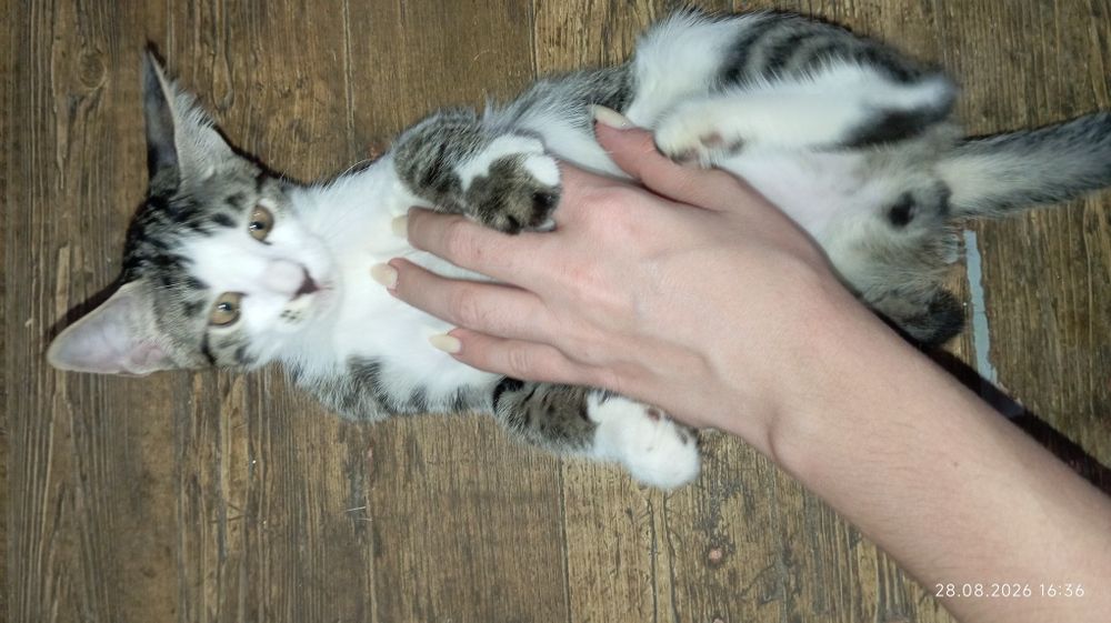 Отдам котёнка в добрые руки