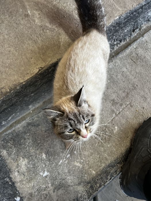 Кошка очень ласковая