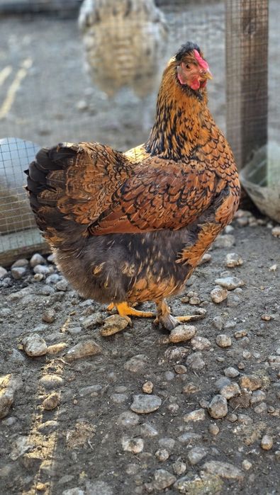 Ouă pentru incubat metis wyandotte Gsg