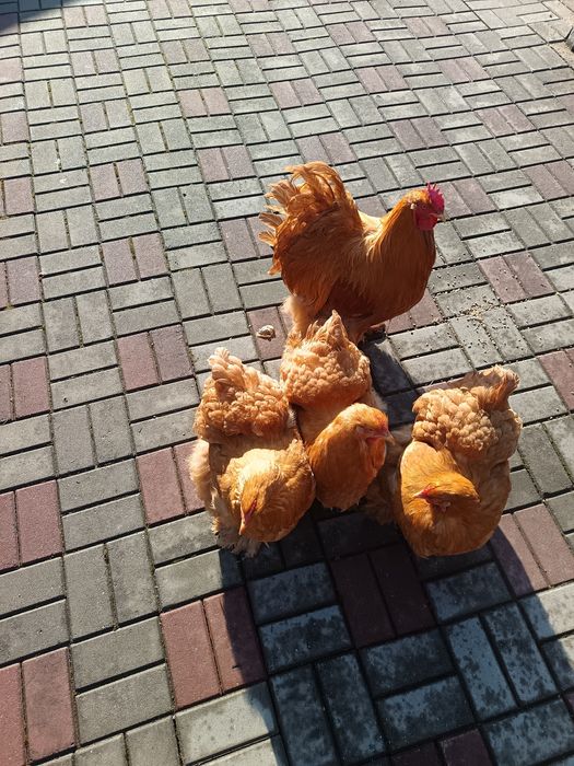 Familie gaini cochinchina