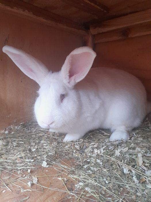 Iepuri de vânzare la preț avantajos