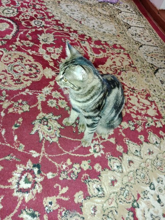 Bengal mushuk homilador