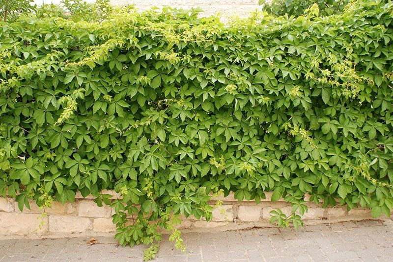 Девичий виноград в горшке