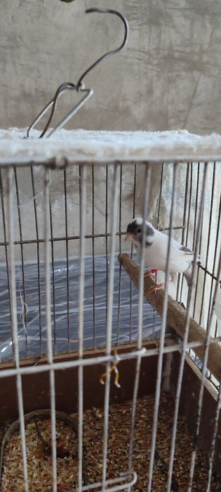 Канарейки.. 15000т