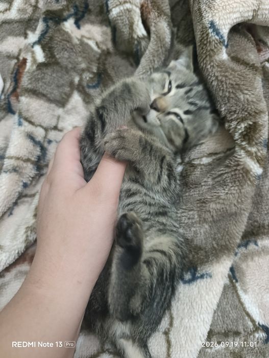 Отдадим в добрые руки котят домашние чистые с отслеживанием судьбы