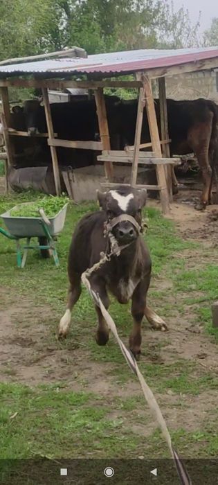 Бычок сатылады 9