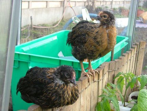 Ярки Супер Харко на четири месеца