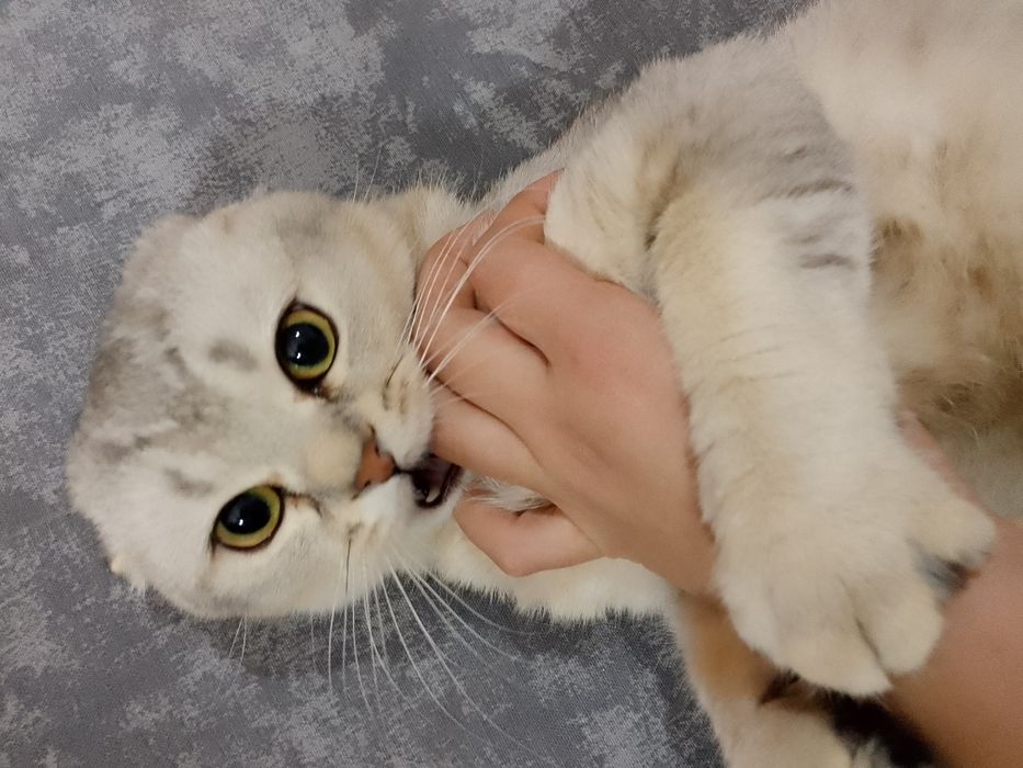 Вязка кота!!! Scottish fold