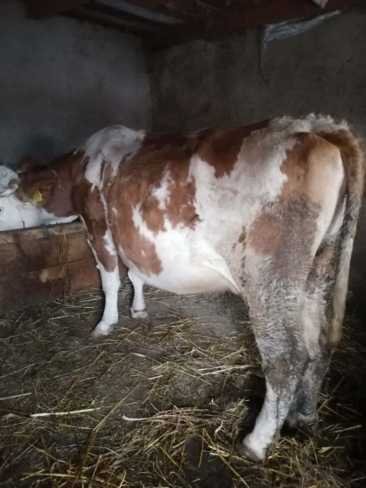 Vând vacă.         .