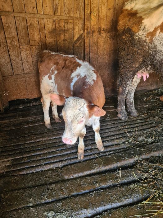 Vand 2 vitele baltate