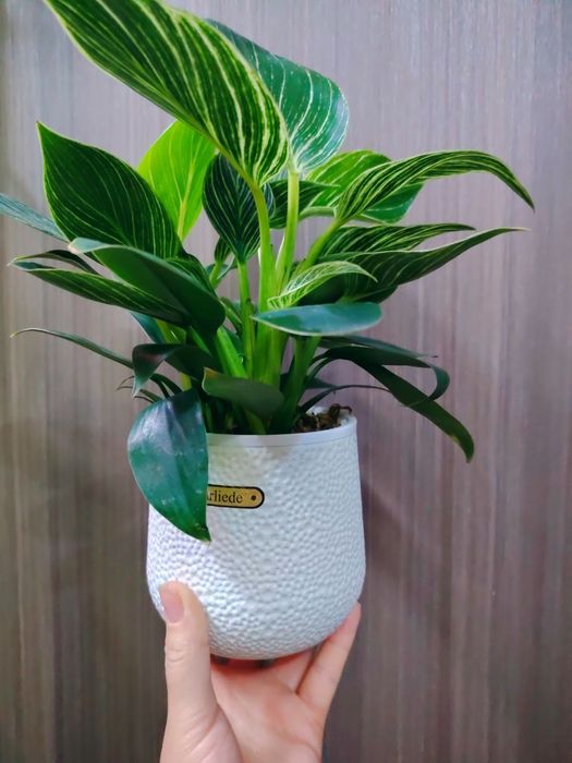 Philodendron Биркин