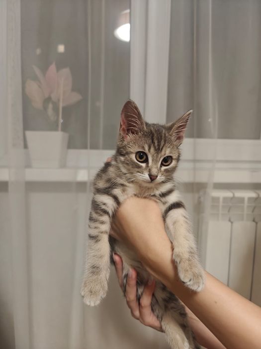 Отдам ласковую кошечку