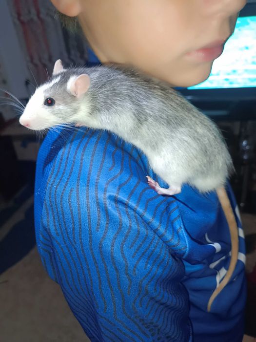 Крысята,два мальчика