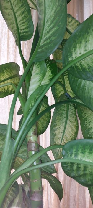 Diefennbachia 2,4 m inaltime