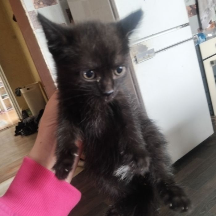 Отдам котят мальчик и девочка