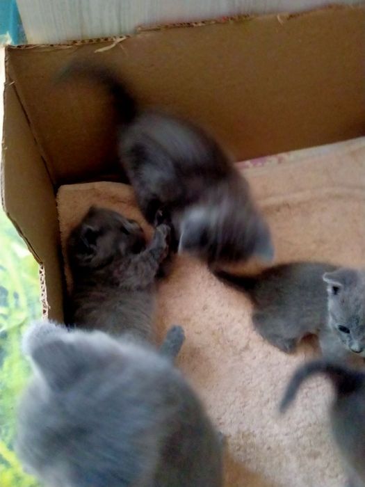 Скотч фолд веслоуха и страйк