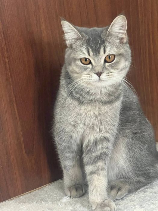 Скотиш страйт девочка