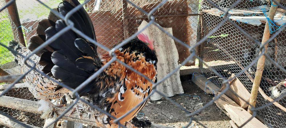 Schimb cocoși  piticii