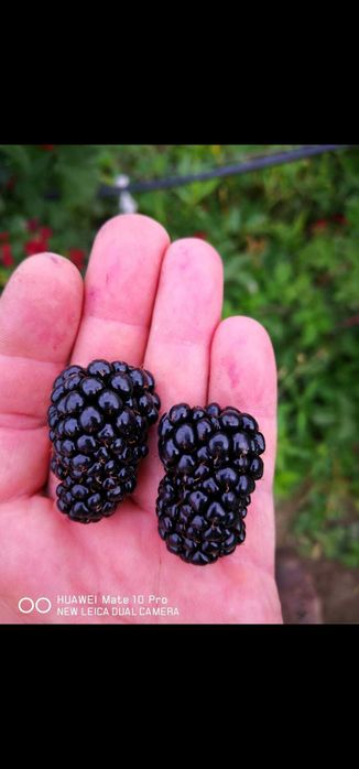 Drajonii mure Thornfree