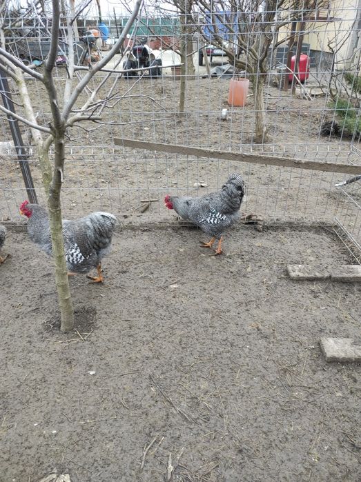 Cocos, Plymouth Rock Bar