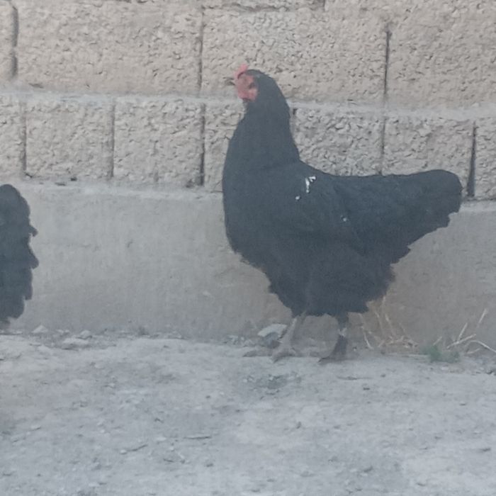 Brama tovuqlar sotiladi
