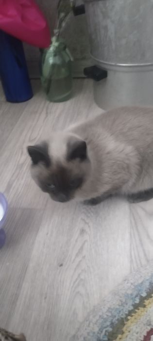 Сиамочка ищет дом