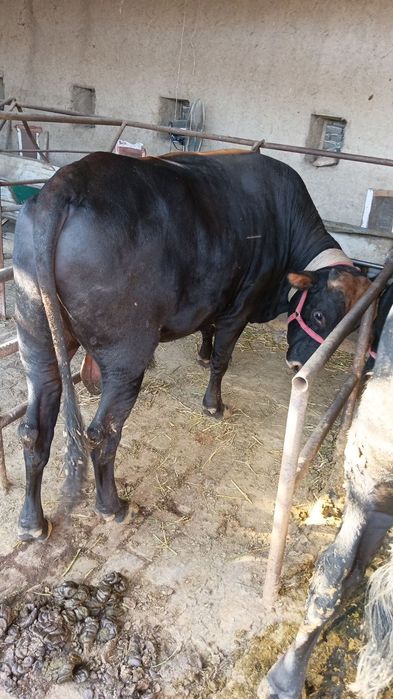 Buqalar sotiladi jivoy vesga eng kichkinasi 450 kottasi 600+650 kilo