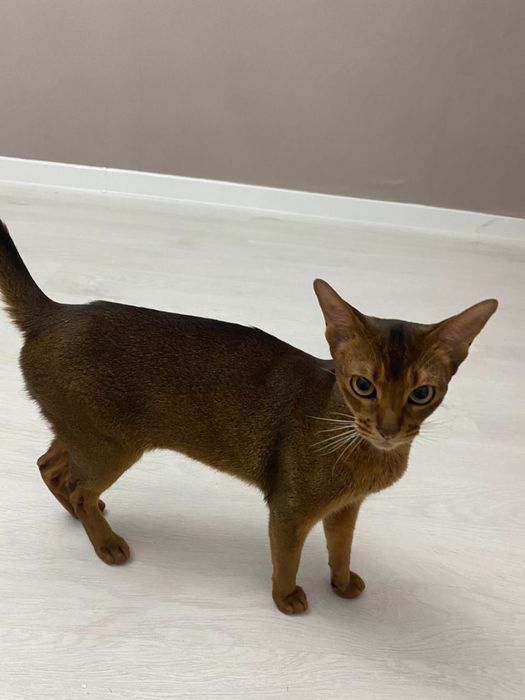 Абиссинская кошка 1,2 месяца