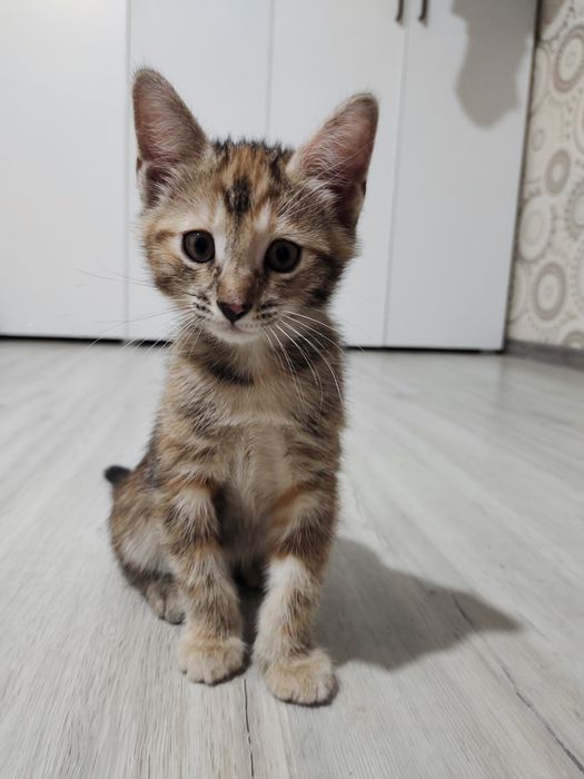 Отдам котят в хорошие руки