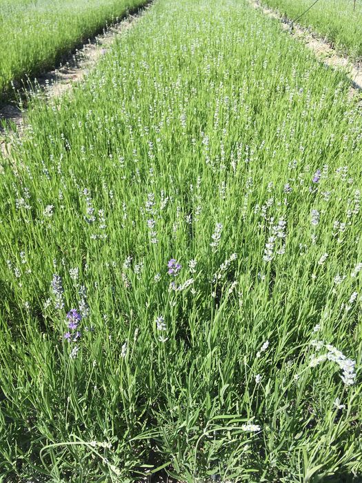 Разсад лавандула на едро и дребно