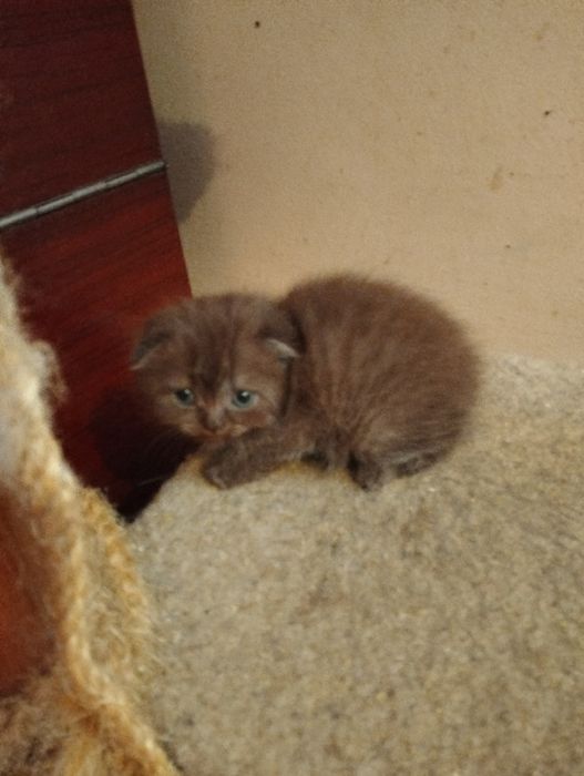 Шотландцы  тёмных окрасов