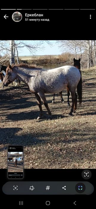 Продам хорошего Жеребца